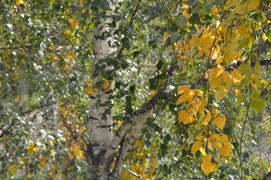 Пейзажи золотой осени в городе  и городских парках 