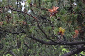 Сосна каменная