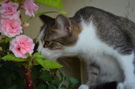 Кошка нюхает цветы 