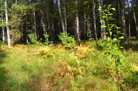 Пейзаж в лесу 