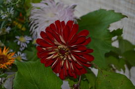 Циния (Zínnia, Цинния): красный цветок в букете
