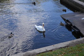 Белый лебедь плавает в водоеме