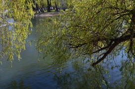 Дерево над озером