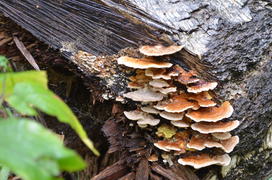 Грибы на дереве 