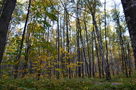 Осенний лес