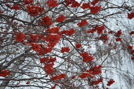 Рябина в снегу