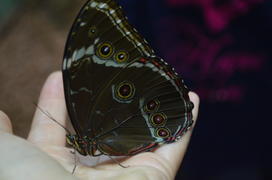 Экзотическая бабочка 