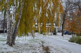 Береза золотая