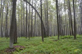 Пейзаж в чаще леса 