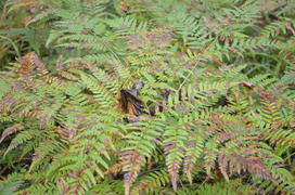 Желтый папоротник 