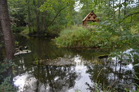 Лесной пейзаж летом 