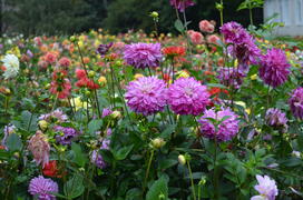 Клумба георгин