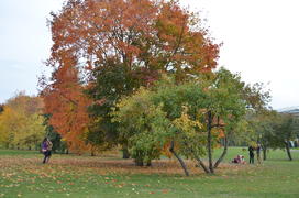 Осенний ковер