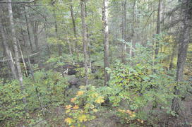 Пейзаж летнего леса 