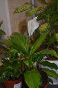 Спатифиллюм или спатифиллум spathiphyllum: соцветие початок