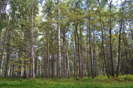 Пейзаж в чаще леса 