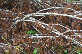 Засохшая береза 