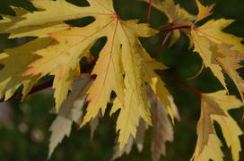 Золотая ветвь