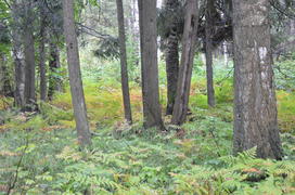 Пейзаж в чаще леса 