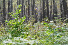 Пейзаж в чаще леса 