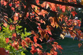 В солнечных лучах