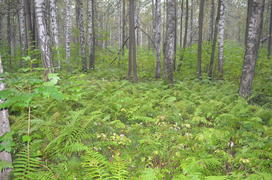 Пейзаж в чаще леса 