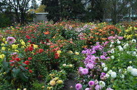 Ковер георгин