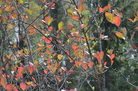 Разноцветные листья на ветке дерева 