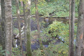 Пейзаж летнего леса 