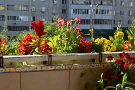 Балкон украшенный цветущими комнатными растениями 