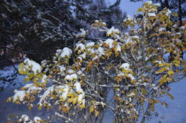 Казань. Заснеженные листья деревьев 