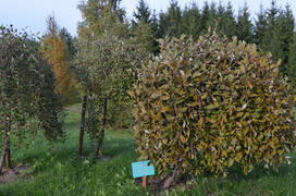 Садоводческое хозяйство 