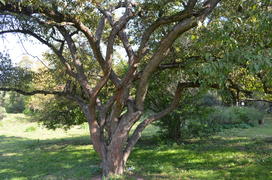 Разветвление ствола
