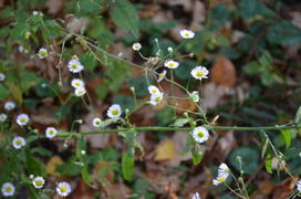 Лесные цветочки