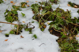 Первый снег на пожелтевшей осенней листве 