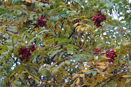 Красная рябина на ветке дерева с пожелтевшей листвой 