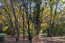 Золотая осень