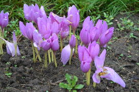 Крокусы в каплях дождя