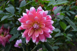 Розовое соло