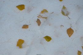 Желтые листья деревьев на белом снеге 