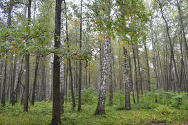 Пейзаж в чаще леса 