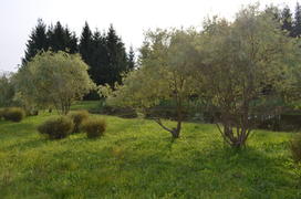 Зеленый сад 