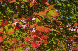 Клен канадский