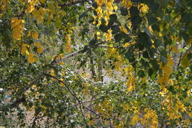 Пейзажи золотой осени в городе  и городских парках 