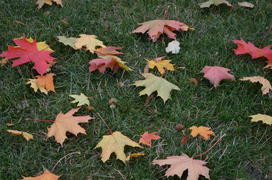 Ветер разбросал