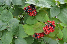 Черные и красные  крупные ягоды 