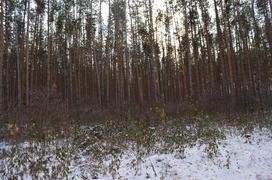 Листья со снегом