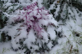 Декоративная капуста соло