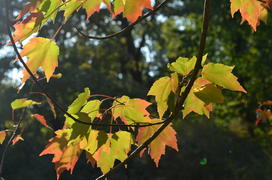 Золотой клен