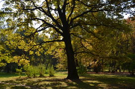 Золотой дуб